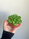 Succulent Ashtray